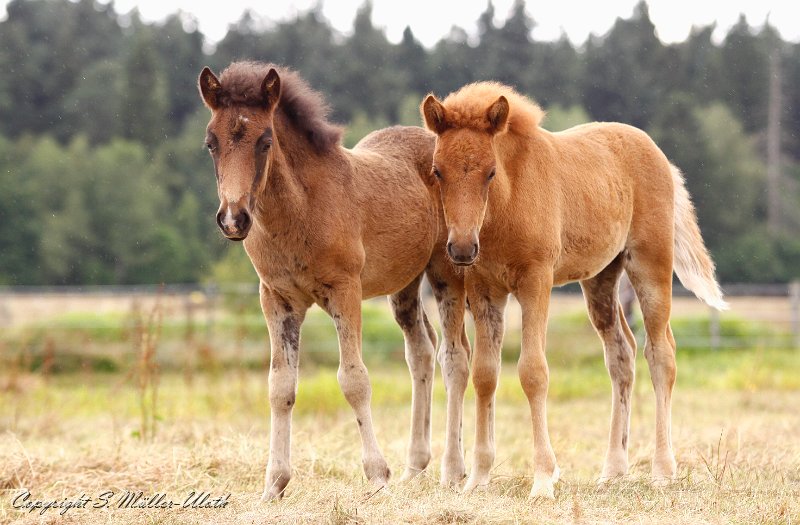 Stutfohlen 030810 b.jpg